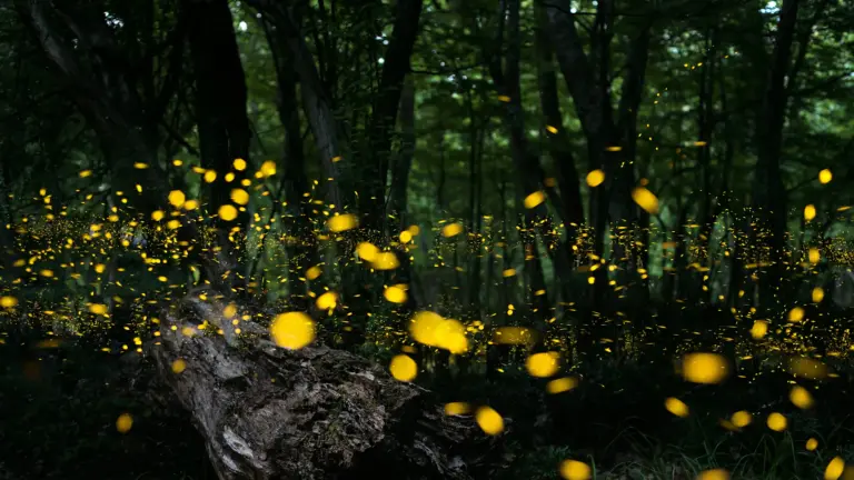 fireflies ai